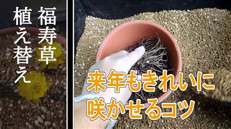 福寿草の植え替えと育て方 pandoratopのblog