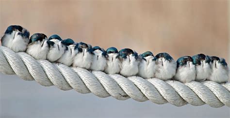 16 Pics Of Birds Cuddling Together For Warmth Will Melt Your Heart Bored Panda