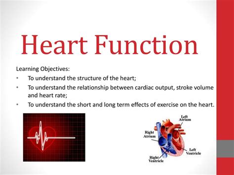 PPT - Heart Function PowerPoint Presentation, free download - ID:3097517