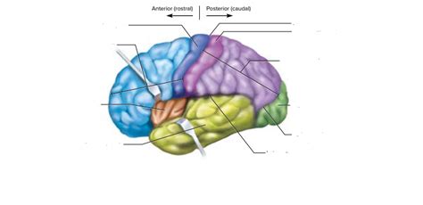 Lobes Gyri And Sulci Diagram 3 Diagram Quizlet