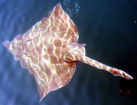 Common Skate Ocean Treasures Memorial Library