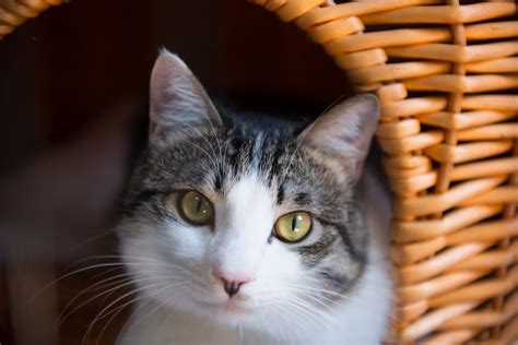 stock photo  cat cats