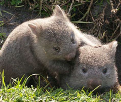 The Uncommon Wombat › Nature Features Abc Science Cute Wombat