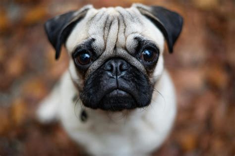 Pet insurance for different breeds