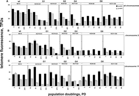 Telomere Dynamics In Wt And MTER Cell Lines AC The Telomere