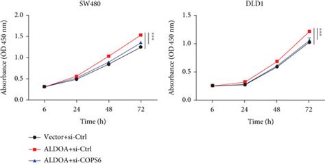 Cops Knockdown Reduced The Promoting Function Of Aldoa In Crc Cells