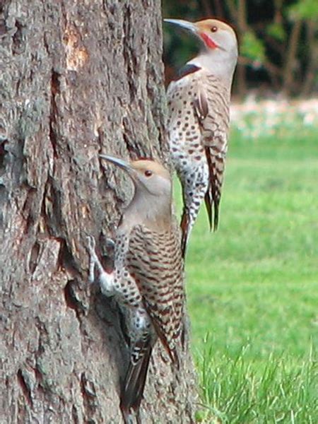 The Woodpeckers Of North Texas Dfw Urban Wildlife