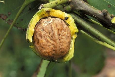 C Mo Se Llama El Rbol Que Da Nueces