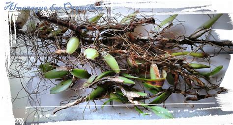 ALMANAQUE DAS ORQUÍDEAS Como plantar orquídea na madeira