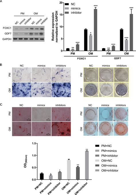 MiR 204 5p Overexpression Inhibits The Osteogenic Differentiation Of