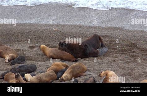 Sea lions mating Stock Videos & Footage - HD and 4K Video Clips - Alamy