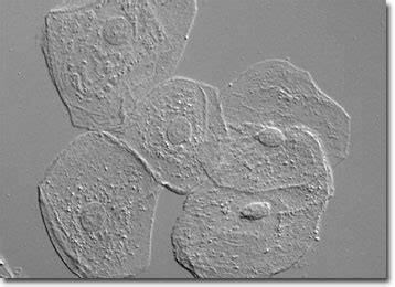 Epithelial Cells Under Microscope