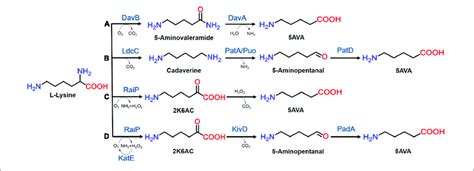 The Biosynthesis Routes Of 5ava From L Lysine In Microorganisms The Download Scientific