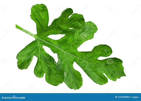 Watermelon Leaf Diseases Caused By Fungus And Bacteria Royalty Free
