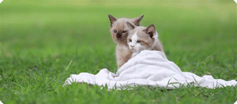 Top 8 Tips On How To Take Care Of A Cat