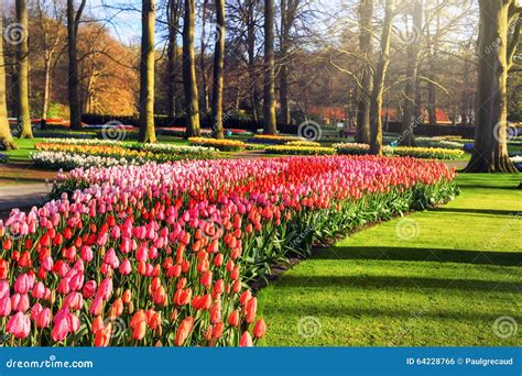 Spring Landscape With Multicolor Tulips Stock Photo Image Of Easter