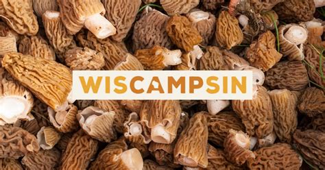 Forrest Koslowski On Linkedin Outdoors Wisconsin Foraging