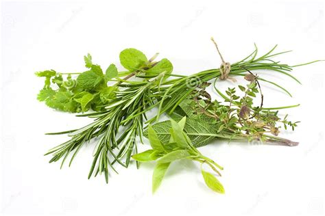 Mixed Fresh Herbs Stock Image Image Of Group Leaves 14544467