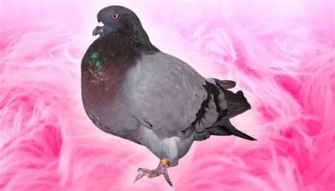 Giant Runt Pigeon Breed Guide Pigeonpedia