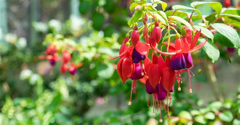 How to Grow and Care for Fuchsia Flowers | Gardener’s Path