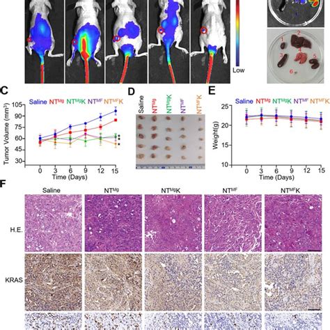 Stability Of Metformin Assembled Dna Nanostructures A Native Page