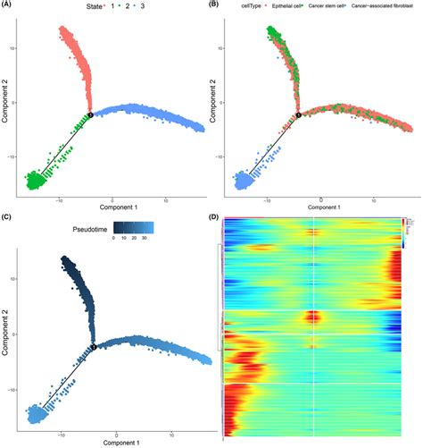 Pseudotime Trajectory Analysis Of Cscs Epcs And Cafs A Trajectory Download Scientific