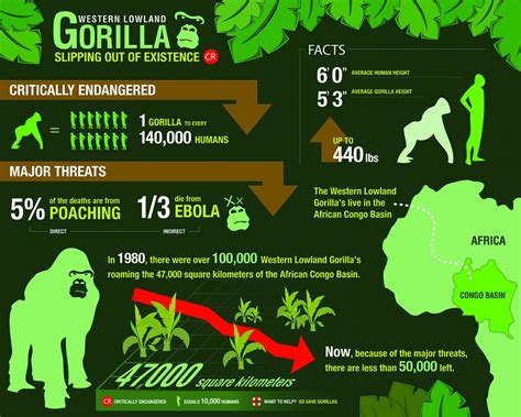 Western lowland gorillas slipping out of existence – Artofit