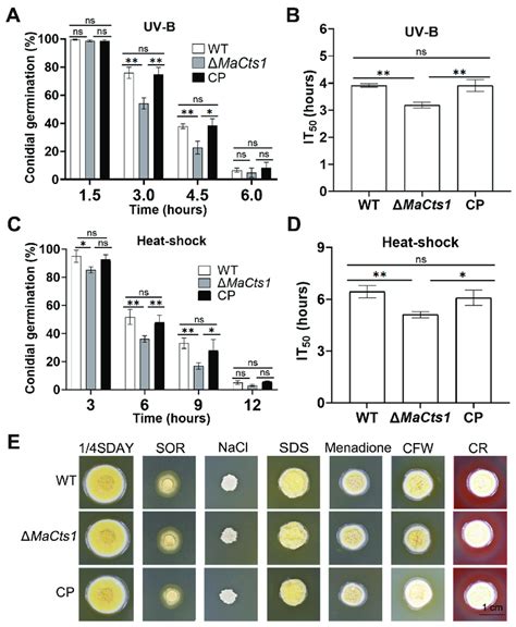 Stress Tolerance Assays Of The Wt Δmacts1 And Cp Strains A The