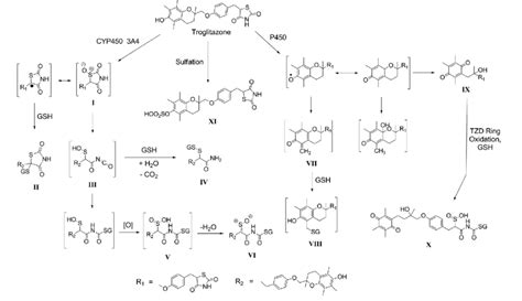 proposed metabolic scheme  troglitazone  scientific diagram
