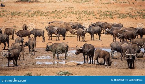 Buffalo And White Rhino Stock Image Image Of Adult