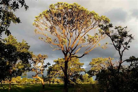 Concluído o plano de manejo do Parque das Sucupiras Agência Brasília