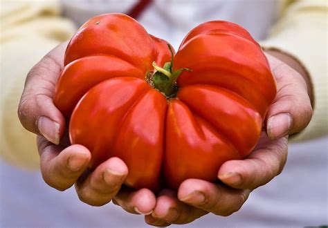 Tipos Clases Y Variedades Del Tomate O Jitomate Rojo