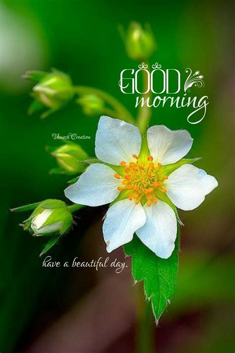 Good morning wishes with flowers | Good morning greetings, Good morning ...