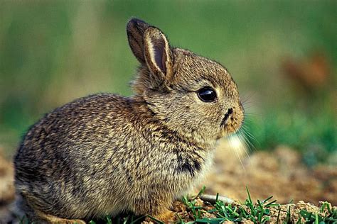 10 Facts About Lagomorphs