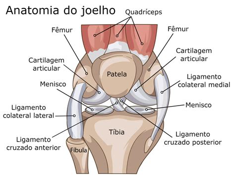 Anatomia Dos Joelhos M Sculos Ossos Tend Es E Ligamentos Dr