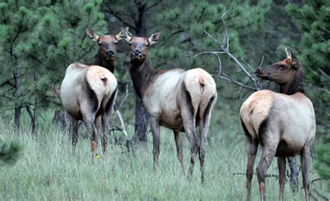 New Mexico Department of Game and Fish starting checkpoints to prevent ...