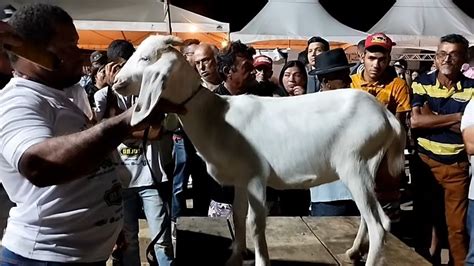 Quem D Mais Leil O De Animais Expogana S Tio Magana Santa Cruz Do