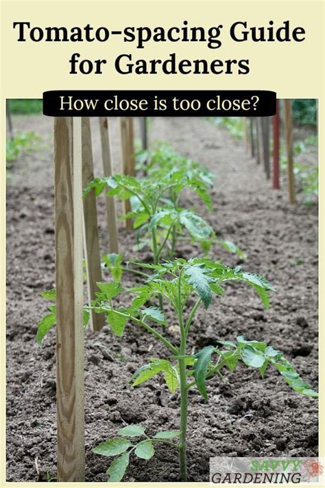 How Far Apart To Plant Tomatoes In A Vegetable Garden Artofit