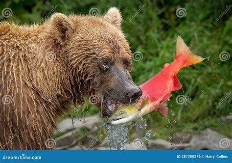 Brown Bear Fishing For Salmon In Alaksa Stock Photo Image Of Nose