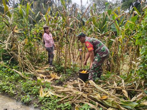 Koramil 07 Juhar Bantu Petani Panen Jagung Di Desa Juhar Perangin Angin