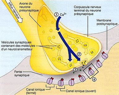 Sch Ma D Une Synapse Biology Glo Up Math