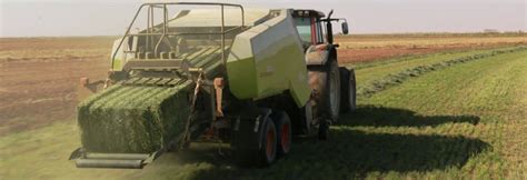 Harvesting Your Alfalfa Techniques For Optimal Yield And Quality