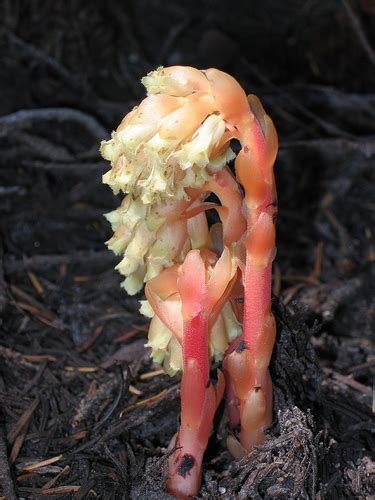 Pinesap Monotropa Hypopitys · Inaturalist Canada