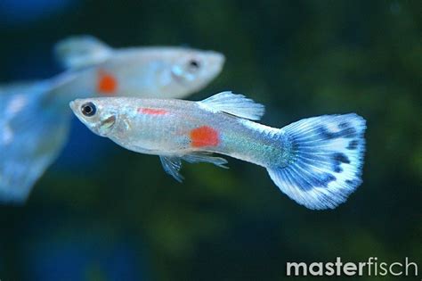 Guppy Blue Mosaic Poecilia Reticulata Masterfisch