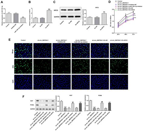 Knockdown Of Circ 0067934 Inhibits Gastric Cancer Cell Proliferation