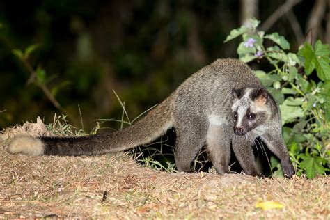 Masked Palm Civet (Paguma larvata)