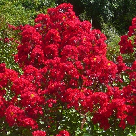 Lagerstroemia ‘Miss Frances’ | Kiefer Nursery: Trees, Shrubs, Perennials