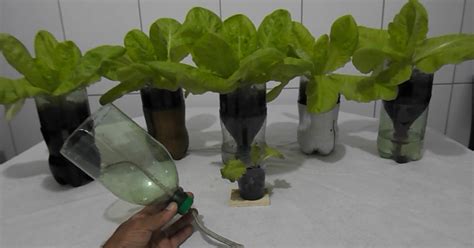 Mundo das Plantas Como plantar Alface Vaso Auto Irrigável em