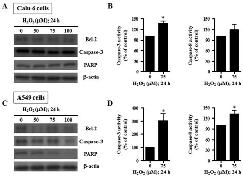 Hydrogen Peroxide Inhibits The Growth Of Lung Cancer Cells Via The