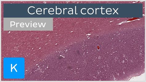 Cerebral Cortex Preview Human Histology Kenhub Youtube